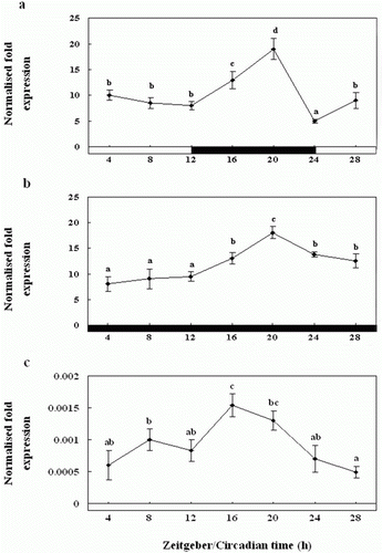 Figure 6.  Diurnal variations in the levels of Exo-RH mRNA in the pineal gland in vivo as measured by quantitative real-time PCR. The fish were reared under a 12:12 light:dark (LD) cycle (a), constant dark (DD) (b) and constant light (LL) (c). Each mean value and error bar indicates the pineal gland from 10 fish. Total pineal gland RNA (2.5 g) was reverse transcribed and amplified. The results are expressed as the normalised expression levels with respect to the levels of β-actin and GAPDH in the same sample. The white bar represents the photophase and the black bar, the scotophase. Different letters indicate that values are statistically different in Zeitgeber time (ZT) and Circadian time (CT) (p < 0.05). All values represent means±SD (n = 5).