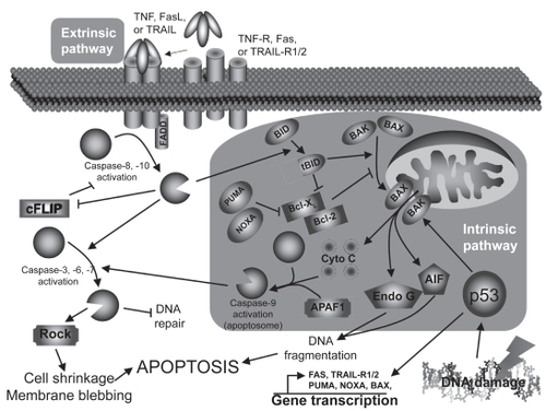 Figure 1 Apoptosis pathways.