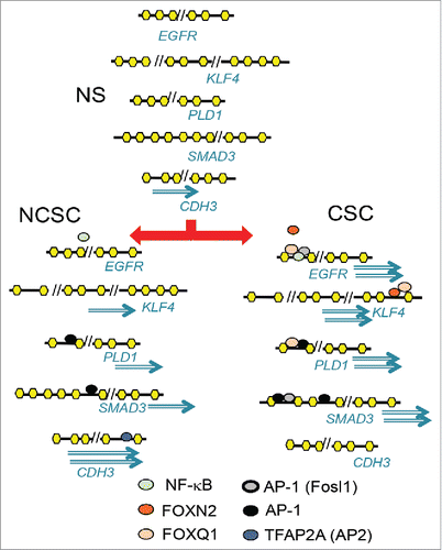 Figure 6. Putative models of how the factors binding the motifs may act differently in NS, NCSCs, and CSCs to give rise to genes with higher expression in CSCs than NCSCs or NCSCs than CSCs. Upon stimulation of MCF-7 cells (NS), transcription factors such as AP-1 increase chromatin accessibility at regulatory regions away from the transcription start site. The differential activation of AP-1 and FOX members and TFAP2A in cancer stem cells (CSC) and non-CSC (NCSC) regulates differential gene expression. Genes can have more than one regulatory region that become accessible to different extents in NCSC and CSC, giving rise to different levels of expression.