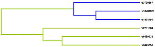 Figure 3 Multifactor dimensionality reduction (MDR) analysis of interaction between the candidate genetic loci of IL-12Rβ2 (rs2201584, rs10489626, rs6659932, rs1874791, rs6679356, and rs3790567). SNP-SNP Interaction Dendrogram: the color represents the degree of redundancy or synergy between SNP-SNP; the closer the color is to red, the more synergy, and the closer to blue, the more redundancy.