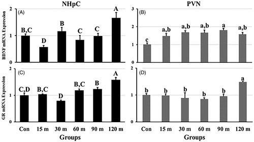 Figure 5. Effects of immobilization stress on the relative gene expression of (A) BDNF and (C) GR in the NHpC, and (B) BDNF and (D) GR in the PVN. The 2−ΔΔCt method was used to find fold changes of relative expression levels after normalization with GAPDH or β-actin. Means ± SEM were determined for each gene. Significant differences (p < 0.05) among groups were specified by different letters above each bar.