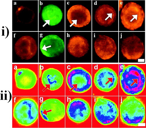 Figure 3 i) Representative micrographs and ii) their pseudo color images of the distribution of E-cadherin (a, pericellular staining; f, diffuse staining), F-actin (b, nuclear staining (arrows); g, cortical F-actin (arrows)), α-(c, perinuclear halo (arrows); h, diffuse staining), β-(d, discrete intracellular staining (arrows); i, diffuse staining) and γ-(e, discrete intracellular staining (arrows); j, diffuse staining) catenins in PZ-HPV-7 (a–e) and DU-145 (f–j) non-sonicated (control) cells after 1 h in suspension culture. Scale bar is 20 μ m.