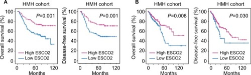 Figure 2 Schmetic of low expression of ESCO2 mRNA that is correlated with poor outcome in CRC.Notes: (A) The prognostic implication of ESCO2 was revealed by Kaplan–Meier analysis in the HMH cohort. Low expression of ESCO2 mRNA was correlated with unfavorable overall survival (left panel) and disease-free (right panel) survival. (B) The prognostic value of ESCO2 was confirmed in the TCGA cohort.Abbreviations: CRC, colorectal cancer; TCGA, The Cancer Genome Atlas.