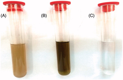 Figure 1. Photograph showing color changing (A) aqueous leaf extract of Catharanthus roseus (B) changing color from yellowish to reddish brown after adding 2 mM AgNO3 and exposing to heat at 70 °C for 3 min. (C) 2 mM AgNO3 only.