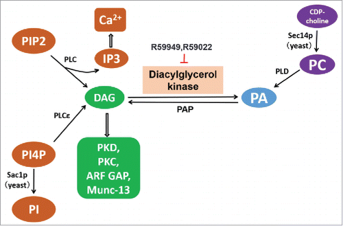 Figure 2. Pathways involved in the metabolism of DAG and PA described in this review. DGK, diacylglycerol kinase. DAG, Diacylglycerol; PA, phosphatidic acid; PC, phosphatidylcholine; PIP2, phosphatidylinositol 4,5-bisphosphate; IP3, inositol 1,4,5-trisphosphate; PLD, phospholipase D; PLC, phospholipase C; PI4P, Phosphatidylinositol 4-phosphate; PI, phosphatidylinositol; PKD, protein kinase D; PKC, protein kinase C; ARF GAP, ARF GTPase-activating protein. Solid arrows indicate the metabolic pathway, hollow arrows indicate the downstream effector activated by DAG or IP3.