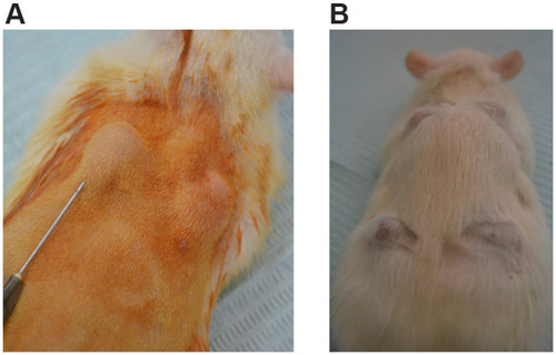 Figure 1 (A) Dorsal-subcutaneous injection of 0.2 mL of hDPSCs-laden NC-CS/GP-21 hydrogel. (B) Gel-implants with original bean-like shapes that remained quite morphologically intact for 14 days.