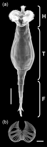 Figure 1 Scanning Electron Microscopy pictures of a bdelloid rotifer(Rotaria macrura). a, ventral view; b, jaws (trophi). F, foot; H, head; T, trunk. (Photo courtesy of Giulio Melone.) Scale bars: a, 100 µm; b, 10 µm.