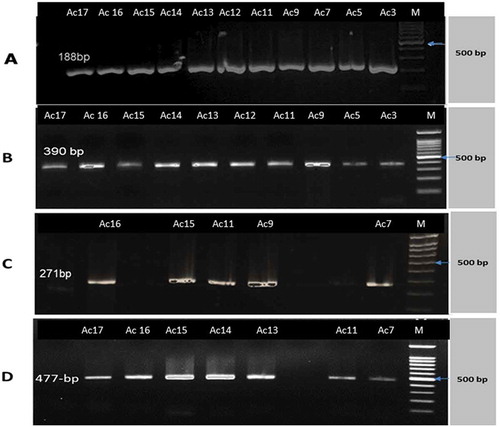 Figure 3. PCR amplicons of carbapenemases encoding genes in A. baumannii strains