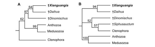 Figure 7. Summary of additional phylogenetic results based on an alternative view. Bayesian analyses on a dataset from Ou et al. (Citation2022) (with 126 characters and 42 taxa) under mkv + gamma model. A, an original result showing that Xianguangia is recovered as a stem-group cnidarian. B, Siphusauctum and the associated character ‘oral surface extension’ are added into the original matrix, and character 47, ‘separate body cavities in polyps’, is deleted. Xianguangia is resolved as a sister group to Daihua, which is placed in a polytomy with cnidarians and a clade containing Dinomischus, Siphusauctum and ctenophores. Numbers at the nodes are posterior probabilities. The fossil taxa are indicated with the dagger symbol. Also see Supplemental Material Figure S3 for the full results.