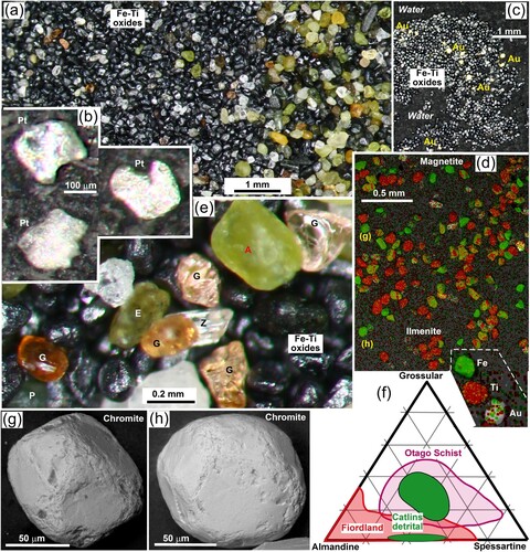 Figure 8. Mineralogy of black sand at Waipapa beach. (a) Pan concentrate showing separation of the more dense Fe–Ti oxides from the green heavy mineral component (right). Garnets (pink and red) occur in both fractions. (b) Detrital platinum minerals. (c) A raft of Fe–Ti oxides with entrained gold (Au), floating on water in a pan concentrate. (d) Composite EDX element map of black sand concentrate with Fe (green) and Ti (red) superimposed on a backscatter electron image. Gold is white with red and green dots indicating the background. (e) Close view of concentrate showing principal minerals: A = apatite; G = garnet; P = pumpellyite; Z = zircon. (f) Garnet compositions from beaches on the Catlins coast (Mitchell Citation1996) quantifying the red (Fiordland) and pink (Otago) garnet sources in e. (g, h) Backscatter electron images of two chromite particles visible (via Fe signal) in d.