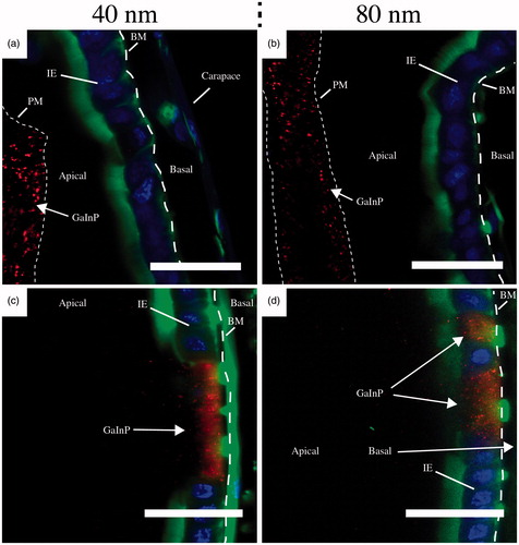 Figure 5. Representative confocal images of Daphnia intestine after 24 h of NW exposure. After 40 nm NW filtering (a) and (c) and after 80 nm NW filtering (b) and (d). Scale bars: 20 μm. Stained with Alexa Fluor 488 – Phalloidin (green, actin) and Hoechst 33342 (blue, DNA). The GaInP fluorescence can be seen in red. BM – basement membrane (dashed line), IE – intestinal epithelium, PM– peritrophic membrane (dotted line). (See online version of the paper for a color image.)