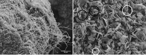 Figure 4. Scanning electron micrographs of CAs produced by B. pseudobassiana after 24 h postincubation on water agar plates. A. CA surface with hyphae growth. B. Hyphal bodies emerging from CAs showing germ tube formation (white circles), conidiogenus cells (black circles) and extracellular matrix (EM)