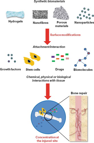 Figure 2. Biomaterial-based approaches for bone tissue engineering. Scaffolds that recapitulate the molecular cues of extracellular signals, particularly growth factors, are emerging as exciting bone biomaterials. Scaffolds can be surface modified to enhance growth factor, stem cell, drug, or biomolecule binding, and when implanted, concentrate these factors at the site of the injury to aid bone repair