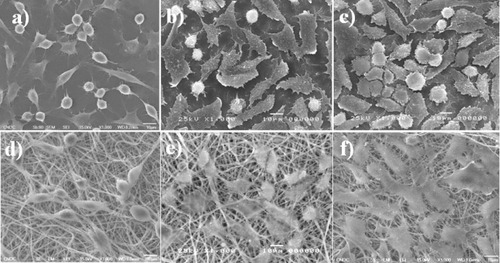 Figure 10. SEM morphology of fibroblast cells seeded on TCPS ((a), (b and (c)) and on cross-linked electrospun PLGA–chitosan scaffolds ((d), (e) and (f)) after 1, 3 and 5 days of incubation.