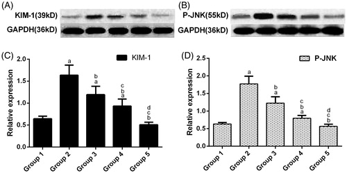 Figure 5. Representative immunoblots of the protein expression levels of KIM-1 and P-JNK. GAPDH from the samples was designated as the internal control. Values are expressed as the mean ± standard error (n = 3). (a) p < .05 versus group 1; (b) p < .05 versus group 2; (c) p < .05 versus group 3 and (d) p < .05 versus group 4.