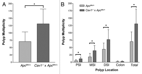 Figure 1 Comparison of polyp number and location between ApcMin/+ mice and mice from the Cav1−/−x ApcMin/+ colony at 120 days of age. (A) Average polyp number detected in the small intestine and colon combined. (B) Average polyp numbers detected in the proximal, middle and distal portion of the small intestine and colon. (*p < 0.05. **p < 0.005. ***p < 0.001. n = 147 for ApcMin/+ mice and n = 104 for mice from the Cav1−/−x ApcMin/+ colony. Error bars represent standard deviation).