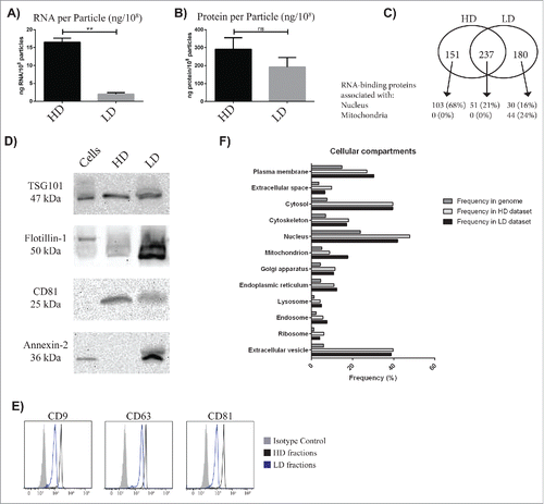 Figure 5. Characterization of the exRNA-associated structures. (A and B) The number of particles was determined with nanoparticle tracking analysis (NTA) and used to calculate the amount of RNA and protein per particle in the HD and LD fractions. Unpaired t-test; ** p-value < 0.01. ns = non-significant. (C) The proteomes of both the HD and the LD fractions were analyzed with LC-MS/MS. In total, 1436 proteins were identified in the HD fractions and 2408 proteins in the LD fractions. Of these, 388 and 417, respectively, were categorized as “RNA-binding proteins” with Gene Ontology (GO). (D) The presence of the commonly used exosomal markers TSG101, CD81, Annexin-2, and Flottilin-1 were determined with Western blot. (E) The presence of the tetraspanins CD9, CD63, and CD81 was determined by flow cytometry with anti-CD63-coated beads. (F) The total proteins identified with LC-MS/MS in the HD fractions (1436 proteins) and in the LD fractions (2408 proteins) were analyzed with GO Term Finder to identify enriched cellular components compared to the genome frequency.