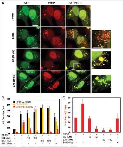 Figure 4 Differential role of unsaturating and saturating concentrations of lysosomal inhibitors on mRFP-GFP-LC3 analysis. (A) HeLa cells were transfected with the tandem mRFP-GFP-LC3 plasmids. Twenty-four hrs after the transfection the cells were either starved in EBSS buffer or treated with CQ (10 and 50 µM) or BAF (50 and 100 nM) for 6 hrs. Cells were then fixed with 4% PFA followed by confocal micrsocopy. The right parts are enlarged from the boxed areas in the left parts. Closed arrows denote yellow LC3 dots and open arrows denote red LC3 dots. (B) Cells were treated as in (A) or treated with E64D (10 µM) plus pepstatin A (10 µM) for 6 hrs and the number of yellow LC3 dots and red LC3 dots per cell in each condition was quantified. Total LC3 dots are the addition of the number of yellow LC3 dots with red LC3 dots. (C) Percentage of the red LC3 dots from the total LC3 dots from (B). More than 30 cells were counted in each condition and data (mean ± SD) are representative of two independent experiments.