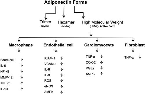 Figure 3 Anti-inflammatory properties of adiponectin. Adiponectin affects several tissues and promotes anti-inflammatory actions by several mechanisms.