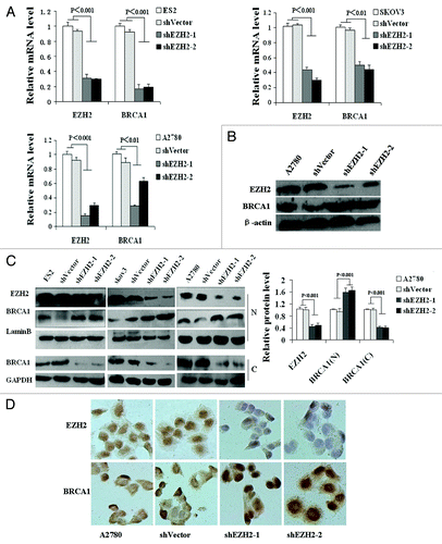 Figure 1. Inhibition of EZH2 decreases BRCA1 mRNA level but increases BRCA1 protein level. (A) The mRNA level of BRCA1 was decreased in shEZH2 transfected cells compared with untransfected ES2, SKOV3, and A2780 cells. (B) Immunoblot assays revealed that total protein expression of BRCA1 was increased in stable transfected shEZH2-A2780 cells. (C) Left, loss of EZH2 increased BRCA1 nuclear protein level, but decreased BRCA1 cytoplasmic protein level. N and C represent nuclear and cytoplasmic protein respectively. Right, quantization of western blot. (D) Immunocytochemistry analysis shown that stable inhibition of EZH2 in A2780 cells increased BRCA1 protein expression and induced BRCA1 nuclear localization (×400).
