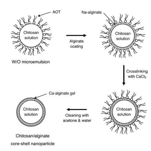 Figure 1 Schematic illustration of chitosan–alginate core-shell nanoparticles prepared by reverse microemulsion template. Microemulsified chitosan nanoparticles were coated with Na-alginate and then crosslinked by calcium chloride solution. AOT surfactants attached on the calcium-solidified microemulsions were stripped off using acetone and water 3 times. Chitosan–alginate core-shell nanoparticles were finally collected by ultracentrifugation.Abbreviations: AOT, sodium bis(2-ethylhexyl) sulfosuccinate; W/O, water-in-oil.