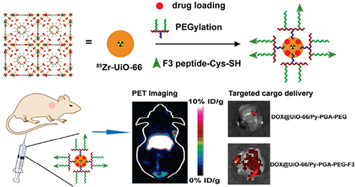 Figure 4 89Zr-Uio-66 for the treatment of tumors and PET imaging. Reprinted with permission from Duan D, Liu H, Xu M, et al. Size-controlled synthesis of drug-loaded zeolitic imidazolate framework in aqueous solution and size effect on their cancer theranostics in vivo. ACS Appl Mater Inter. 2018;10(49):42165–42174. Copyright © 2018 American Chemical Society.Citation12