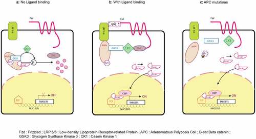 Figure 3. Wnt signaling pathway with and without ligand binding and APC mutations. β-catenin is a protein kept under low cytoplasmic concentration by the destruction complex mainly regulating the Wnt pathway. The destruction complex consists of the tumor suppressor protein adenomatous polyposis coli (APC); casein kinase 1 (CK1) and glycogen synthase kinase 3b (GSK3-b); and Axin2, which scaffold the complex together. The membrane receptor complex is formed by frizzled (Fzd) and low-density lipoprotein receptor–related protein 5/6 (LRP5/6). In the absence of Wnt ligands, this membrane receptor complex is not engaged. Thereafter, CK1 and GSK3-b phosphorylate β-catenin at specific serine and threonine residues and leads to priming of its recognition by the U3 ubiquitin ligase β-transducin repeat-containing protein (β-TRCP). As a consequence, β-catenin is ubiquitinated and targeted for proteosomal degradation.Citation67 Gene transcription is actively repressed in the nucleus as TCF transcription factors are bound to corepressor (Groucho).Citation67 In the presence of Wnt ligands, they bind to Fzd and LRP5/6 coreceptors and trigger the formation of Dvl-Fzd complex. Also, it leads to phosphorylation of LRP by GSK3-b. The destruction complex is dissolved as this phosphorylation recruits the scaffolding protein Axin2 to the coreceptors.Citation68 As a result, β-catenin stabilization occurs and can therefore accumulate in the cytosol. Subsequently, β-catenin translocates in the nucleus where it converts TCF into a transcriptional activator. This step is mediated by the displacement of the Groucho protein and recruitment of coactivators that include CBP, BCL9, and PYG.Citation69 This recruitment ensures efficient transcription of genes that are important regulators of stem cell fate (LGR5, ASCL2), cell proliferation (C-MYC), and also, negative regulators of the pathway (Axin2). In CRC, truncating mutations in APC are frequently observed. In such mutations, there is inefficient targeting of β-catenin for degradation as the destruction complex is not properly formed. Therefore, even in the absence of external signal, β-catenin can accumulate and form active transcription factor complexes with TCF proteins in the nucleus.Citation70.
