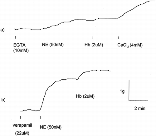 Figure 6. Effect of Ca++ on vessel ring responses to norepinephrine (NE) and Hb. (a) In the presence of 10mM EGTA, vessel ring contractile responses to NE and Hb were notably attenuated. Subsequent addition of 4mM CaCl2 restored the contraction. (b) Calcium channel blocker verapamil as high as 22μM did not alter the NE and Hb induced vessel ring contractile responses.