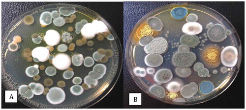 Fig. 7 Colonies of a wide range of fungi growing on Petri dishes containing potato dextrose agar+140 mg L−1 of streptomycin sulphate. Lids of the dishes were removed and the dishes were exposed to the ambient environment in (a) a greenhouse growing facility and (b) an indoor growing facility for 60 min. Dishes were incubated for 7 days at 21–24°C after which the photographs were taken. In (a), the brown colonies are Cladosporium westeerdijkieae, the blue-green colonies are Penicillium olsonii, and the white colonies are P. spathulatum. In (b), the yellow colonies are Aspergillus ochraceus and the remainder are Penicillium spp., including P. olsonii, P. simplicissimum and P. glabrum.