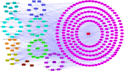 Figure 3 The component-target network of ZGJTSXF in the treatment of DCM.