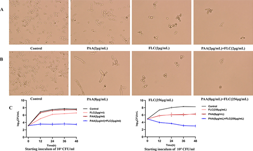 Figure 1 The assay of Time–kill curves. The C. tropicalis supernatant (starting inoculum of 103 CFU/mL and 105 CFU/mL) containing agents were grown with constant shaking (120 rpm) at 37◦C. The control was free of the drug. At predestined time intervals (12, 24, 36, and 48 h), colony counts were performed. And the morphology of cells was detected with an optical microscope at 48 h. Magnification: A, B- 40 x objective. (A) The growth condition of C. tropicalis with a starting inoculum of 103CFU/mL at 48 h. Candida cells were treated with 2µg/mL PAA, 2µg/mL FLC and 2µg/mL PAA+ 2µg/mL FLC respectively. (B) The growth condition of C. tropicalis with a starting inoculum of 105 CFU/mL at 48 h. Candida cells were treated with 8µg/mL PAA, 256µg/mL FLC and 8µg/mL PAA+ 256µg/mL FLC respectively. (C) The Time–kill curves of PAA and FLC against resistant C. tropicalis isolate. Values are the mean (n = 3) ± SD. Synergism was considered as respective decreases of ≥2 log10 CFU/mL in antifungal activity produced after 24 h by the combination group compared with the more active drug alone.