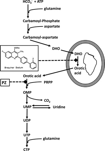 Figure 1. Pyrimidine de novo nucleotide synthesis showing the inhibition of DHO-DH by Brequinar and of orotate phosphoribosyl transferase (OPRT) by pyrazofurin (PZ). DHO-DH is a mitochondrial enzyme located at the outside of the inner membrane, depicted by the two circles (fat outside, thin inside). PRPP (5-phosphoribosyl-1-pyrophosphate) is a co-substrate for the phosphoribosylation of orotic acid to OMP, catalyzed by OPRT.