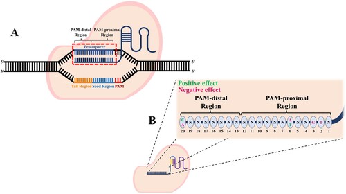 Figure 2. The CRISPR-Cas9 system identifies the target by recognizing the PAM site present in the DNA. The 1st to 12th nucleotides of the sgRNA spacer belong to the PAM-proximal region, and the 13th to 20th nucleotides belong to the PAM-distal region (A). Depending on the type and location of the nucleotide present in the spacer of the sgRNA, the cleavage efficiency is affected (B).