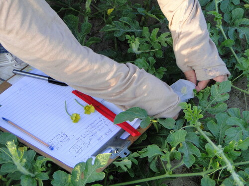 Figure 4. Unbagging watermelon flower for hand pollination.