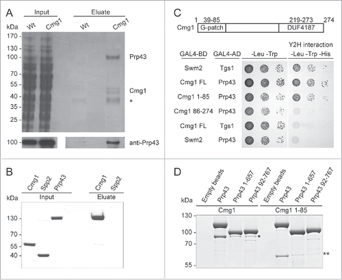 Figure 1. Cmg1 specifically interacts with the RNA helicase Prp43. (A) Proteins were retrieved on IgG sepharose from extracts with or without tagged Cmg1, separated by SDS PAGE and stained with Coomassie. Inputs are shown on the left. Prp43 was identified in the Cmg1 eluate by mass spectrometry and Western blotting (bottom panel). The asterisk marks a background band also present in the control. (B) Recombinant Protein A-tagged Spp2 (as negative control) or Cmg1 were immobilised on IgG sepharose and incubated with purified GFP-tagged Prp43. After washing, co-purified GFP-Prp43 was eluted, then inputs and eluates were separated by SDS PAGE and analyzed by Coomassie staining. (C) Yeast two-hybrid analysis of Prp43 (fused to the GAL4 activation domain; GAL4-AD) was performed with full length (FL), the N-terminal G-patch domain (amino acids 1–85) or the C-terminus (amino acids 86–274) of Cmg1 (fused to the GAL4 binding domain; GAL4-BD), and Swm2 and Tgs1 as controls. The strains were spotted on plates not selecting (left) or selecting (right) for a yeast two-hybrid (Y2H) interaction. The domain structure of Cmg1, containing the G-patch domain and the domain of unidentified function (DUF4187) is shown at the top. (D) Protein A-tagged full length Prp43 or N- (92–767) or C- (1–657) terminally truncated versions of Prp43 were immobilised on IgG sepharose and incubated with MBP-tagged full length Cmg1 or Cmg1 1–85. After washing the beads, proteins were eluted, separated by SDS PAGE and analyzed by Commassie staining. Cmg1 and Cmg1 1–85 proteins co-precipitated with the different forms of Prp43 are indicated by the asterisk and double asterisk, respectively. For inputs of the binding experiments see Figure S1A.