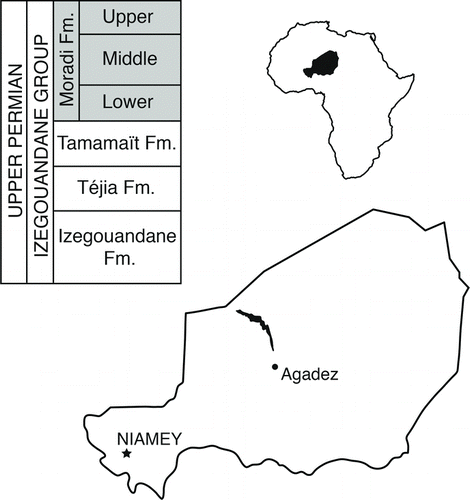 FIGURE 1 Geographic position of the study area and stratigraphy of the Permian Izegouandane Group of Niger. Filled area within country outline of Niger indicates mapped extent of the Izegouandane Group. Abbreviation: Fm., Formation.