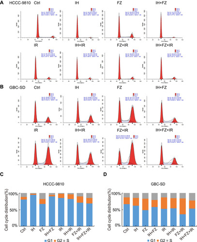 Figure 2 Effects of icotinib hydrochloride (IH) and fluzoparib (FZ) on irradiation-induced cell cycle arrest. (A and B) The cell cycle distribution in the following groups was detected by flow cytometry: HCCC-9810 cells pretreated with 10 μM IH, 20 μM FZ, or 10 μM IH+20 μM FZ at 4 hours before 6 Gy irradiation; GBC-SD cells pretreated with 15 μM IH, 5 μM FZ, or 15 μM IH+5 μM FZ at 4 hours before 4 Gy irradiation. (C and D) The proportion of HCCC-9810 and GBC-SD cells at the G1, S and G2 phases of the cell cycle. Data are representative of at least duplicate experiments.