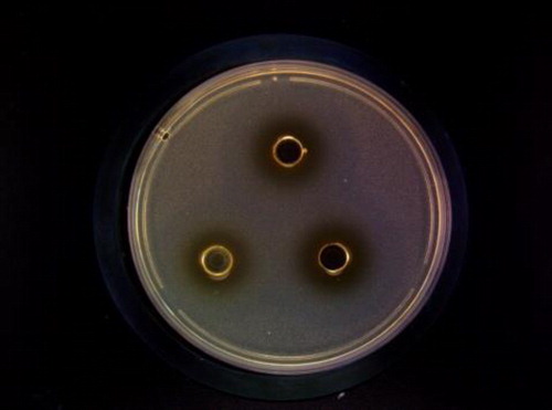 Figure 1. Agar diffusion assay illustrating inhibition of Staphylococcus aureus growth by the bacteriocin produced by strain CG-9.