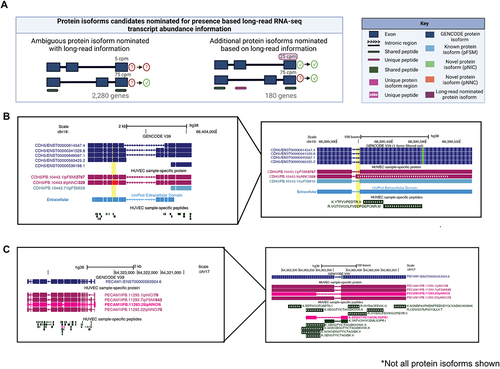 Figure 5. Nomination of protein isoforms when incorporating long-read data. (A) Scenarios of protein isoform candidates nominated for expression when transcript abundance from the long-read RNA-seq information is incorporated. (B) CDH5 gene, involved in endothelial pathways demonstrating a scenario of ambiguous protein isoforms identified only by shared peptides, but incorporation of long-read RNA-seq data suggests the expression of three moderately expressed protein isoforms (PB.10443.1, PB.10443.9 and PB.10443.71). (C) PECAM1 gene, involved in endothelial pathways demonstrating an example where one protein isoform is identified via a unique peptide (PB.1123.25), SDS, while the remaining protein isoforms are supported by shared peptides. Abundance information from long-read RNA-seq suggest expression of (PB.11293.1 and PB.11293.7). In B and C, PacBio-derived protein isoform label follows this format: <Gene>|<PB accession>|<SQANTI Protein class>|<CPM>. For B and C, low abundance protein isoforms (<25 CPM) are not shown.