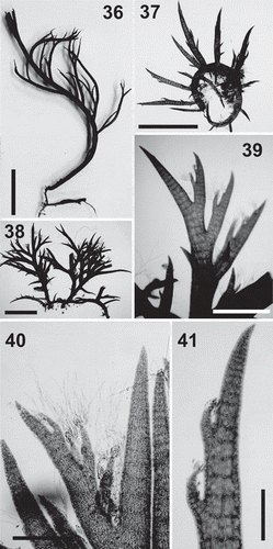 Figs 36–41. Lophurella nigra. Figs 36–38. Habit of specimens PD3555, PD2736 and PD2741, respectively. Figs 39–40. Apex of erect axes bearing two orders of determinate branches, the second-order bearing trichoblasts. Fig. 41. Determinate branch, lacking trichoblasts, bearing an order of determinate branches with young trichoblasts. Scale bars: Fig. 36 = 5 mm; Figs 37, 38 = 2.5 mm; Fig. 39 = 1 mm; Fig. 40 = 350 µm; Fig 41 = 250 µm.