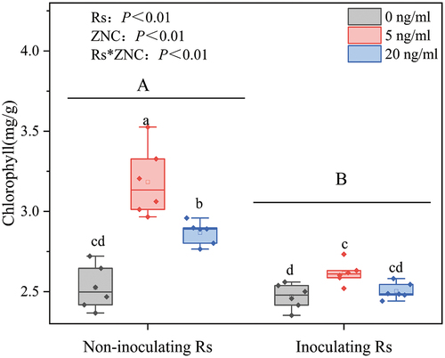 Figure 2. Chlorophyll content under different treatments. Data are shown as the mean  ± SD (n = 6). The results of two-way ANOVA was shown in the upper left corner of the figure: “Rs” represents the effect of Rs inoculation; “ZNC” represents the effect of ZNC concentration; “Rs*znc” represents the interaction effect of Rs inoculation and ZNC concentration. Different letters above the bars indicate significant differences among treatments (P < 0.05).