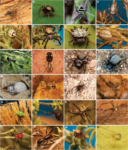 Figure 4. Representative web-building spiders of the Cape Floristic Kingdom. A, Undetermined Chresiona sp. (Amaurobiidae); B, Undetermined Crozotelus sp. (Anapidae); C, Argiope aurocincta (Araneidae); D, A. australis; E, Bijoaraneus legonensis (Araneidae); F, Gea infuscata (Araneidae); G, Isoxya cicatricosa (Araneidae); H, Larinia chloris (Araneidae); I, Trichonephila fenestrata (Araneidae); J, Undetermined Dictynidae sp.; K, Gandanameno fumosa (Eresidae); L, G. spenceri; M, Stegodyphus tentoriicola (Eresidae); N, Limoneta sirimoni (Linyphiidae); O, Vidole capensis (Phyxelididae); P, Spermophora pembai (Pholcidae); Q, Undescribed Synotaxidae sp.; R, Undetermined Argyrodes sp. (Theridiidae); S, Latrodectus renivulvatus (Theridiidae); T, Platnickina mneon (Theridiidae); U, Undescribed Ruborrhidion sp. (Theridiidae); V, Steatoda capensis (Theridiidae); W, Undetermined Theridion sp. (Theridiidae); X, Undetermined Tidarren sp. (Theridiidae). Photographs: A, D–H, J, P–W, Rudolph Steenkamp; B, N, X, Ruan Booysen; C, I, K–M, O, Charles Haddad. Photographers retain copyright of their images.