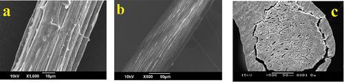 Figure 3. SEM images of banana fiber (a) raw surface (b) degummed surface (c) fiber cross-section (Guimarães et al. Citation2009).