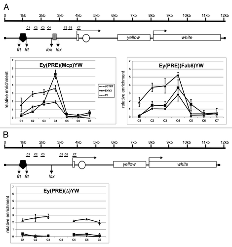 Figure 5. dCTCF-dependent Mcp and Fab-8 insulators block the spreading of Pc. (A) Binding of dCTCF, ENY2, and Pc to the constructs from homozygous transgenic lines. The scale bar shows distances in kilobases. (B) Binding of the same proteins to the construct from the derivative homozygous line obtained by deletion of the Mcp insulator. Protein binding to the constructs from homozygous lines was analyzed by ChIP followed by real-time PCR quantification. Each ChIP experiment with 2- to 3-d pupae was performed in at least two independent replications. The results of ChIP are presented as a percentage of input DNA normalized relative to the endogenous positive binding site for dCTCF and ENY2 proteins from the CG1354 region and for Pc protein from the endogenous region PRE of the Ubx gene. Error bars show standard deviations of triplicate PCR measurements. C1–C7 are regions flanked by primers for ChIP analysis. Other designations are as in Figure 4.