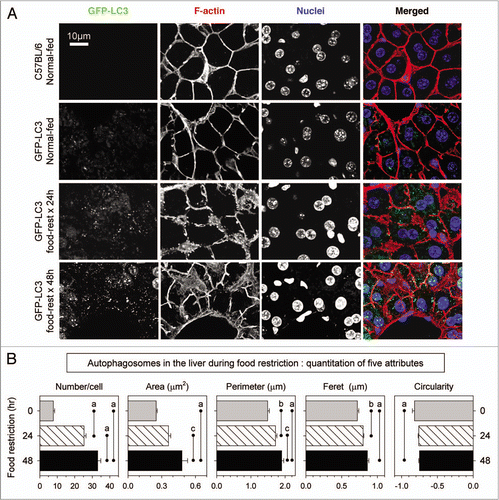 Figure 1 Identification and quantitation of autophagosomes in the liver of food-restricted mice. GFP-LC3 transgenic mice were food-restricted (food-rest) to activate autophagy, and 24 or 48 hours later, the liver was harvested and the induction of autophagy was analyzed in vibratome-cut sections by confocal microscopy. (A) representative flattened images of GFP-LC3 signal in hepatocytes are shown; sections were stained with phalloidin and Hoechst 33342 to label F-actin and nuclei, respectively. A merged fluorescent image for each mouse is shown in the right-hand column; GFP-LC3 (green), F-actin (red), nuclei (blue). Two sets of control mice were included: wild-type C57BL/6 mice were used to determine the background level of green fluorescence, which was very low (one advantage of vibratome sections); and normal-fed GFP-LC3 mice provided a baseline for autophagic activity in the liver. (B) Quantitative analysis of autophagosomes in hepatocytes, including the number of autophagosomes/cell, as well as their area, perimeter, feret and circularity [defined as 4π(area)/(perimeter)2]. Data are shown as the average + se of 80–134 cells from 3 or 4 mice per group; ap < 0.001, bp < 0.01, cp < 0.05.