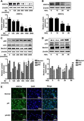Figure 3 Estradiol contributes to autophagy in chondrocytes by mediating the downregulation of ASIC1a. (A and B) The expression of ASIC1a decreased in a time- and concentration-dependent manner following stimulation with 0–2000 nmol/mL estradiol for 0 h to 48 h in chondrocytes. (C and D) The expression of Beclin1, LC3 and p62 protein in chondrocytes in a time- and concentration-dependent manner following stimulation with 0–2000 nmol/mL estradiol for 0 h to 48 h. (E) Estradiol induced expression levels of ASIC1a in chondrocytes cultured in pH 6.0 medium for 24 h with or without E2 (500 nmol/mL) were analyzed by immunofluorescence. Representative views from each group are presented (original magnification, ×400). Data are presented as mean ± SEM. *P < 0.05, **P < 0.01, ***P < 0.001 versus 0 nmol/mL group; #P < 0.05, ##P < 0.01 versus 0 h group.