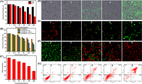 Figure 4 Intracellular investigation of CuPW@PANI Nanorods. (A) Cytotoxicity of L929 and 4T1 cells after incubation with CuPW@PANI Nanorods for 24h. (B) 4T1 cells viability after treatment with CuPW@PANI Nanorods for 4h, then in presence or absence of H2O2 (100 μM) with or without 1064nm irradiation (0.75 W/cm2, 5 min). (C) GSH depletion in cells after incubation with CuPW@PANI Nanorods (0 to 200 μg/mL). (D) Fluorescence images of 4T1 cells after different treatment stained by DCFH-DA. (E) Fluorescence images of 4T1 cells after different treatment stained by JC-1. (F) Fluorescent images of 4T1 cells after different treatment and then stained by PI and Ca-AM. (G) Flow cytometry using Annexin-V-FTIC/PI assay of 4T1 cells after different treatment. In the (D–G), 1. 4T1 cells treated with PBS, 2. 4T1 cells treated with CuPW@PANI Nanorods (100μg/mL), 3. 4T1 cells treated with CuPW@PANI Nanorods (100μg/mL) and H2O2(100μM), 4. 4T1 cells treated with CuPW@PANI Nanorods (100μg/mL) plus NIR-II irradiation (1064 nm laser, 0.75 W/cm2, 5 min), 5. 4T1 cells treated with CuPW@PANI Nanorods (100μg/mL) and H2O2(100μM) plus NIR-II irradiation (1064 nm laser, 0.75 W/cm2, 5 min).