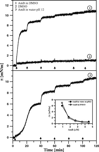 Figure 2.  Surface pressure increase after the injection of AmB beneath the air-water interface. Each arrow indicates the injection of 10 µl of AmB solution into 12 ml of buffer. After single injection the AmB concentration in the subphase was increased by 0.9 µM. The solution of AmB was prepared either in DMSO (1) or in water alkalized with KOH to pH 12 (3). Trace No. 2 represents the time-dependency of the surface pressure after injection of the same volume of pure DMSO. Inset shows comparison of the effects of AmB injected in the form of solution in DMSO and water pH 12 on surface pressure changes.