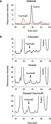 Figure 5. Identification of the G418-induced 3G9-epitope in CHO cells by the fluorometric HPLC analysis. (a) HPLC profiles of the DMB-Neu5Ac (Neu5Ac) and DMB-Neu5Ac8S (Neu5Ac8S) (Authentic). The retention time was different from those in b, because the experiments were carried out on the separate day; however, the order of elution is always the same. (b) HPLC profiles of DMB-derivatives of the CHO cells cultured in the absence (Untreated) and presence (Treated) of 1.5 mg/mL G418. The bottom panel (Treated+Neu5Ac8S) shows the HPLC profile of the sample from the treated cells co-injected with DMB-Neu5Ac8S. The arrows indicate a peak of DMB-Neu5Ac8S.