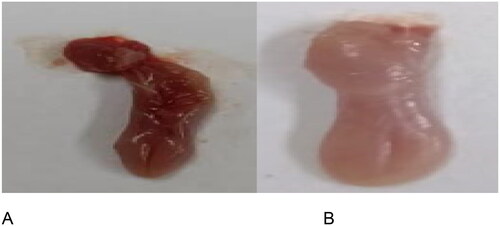 Figure 1. An extensive visual examination was conducted to analyze the standard lesions observed on the tongues of mice afflicted with oral candidiasis. These lesions are typically characterized by the presence of white patches, indicative of fungal infection. The examination involved careful scrutiny of each mouse’s tongue under standardized conditions to distinguish between two distinct states: (A) tongues exhibiting a normal appearance without any discernible abnormalities, and (B) tongues displaying the characteristic white patches associated with oral candidiasis. This meticulous observation process allowed for the detailed characterization and differentiation of the two tongue conditions, facilitating a comprehensive assessment of the extent of fungal infection in the experimental mice.